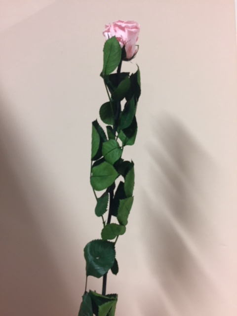 Roos op steel Standard 55cm Pastel roze