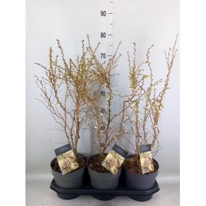 Prunus incisa 'Kojou-no-mai'