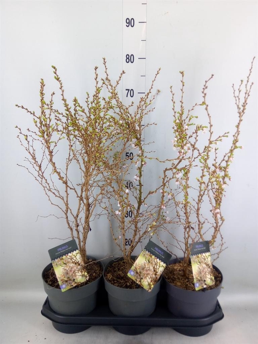 <h4>Prunus incisa 'Kojou-no-mai'</h4>