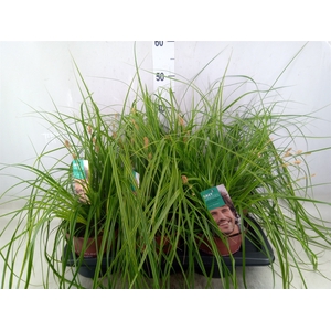 Carex oshimensis 'Everco Everlime'