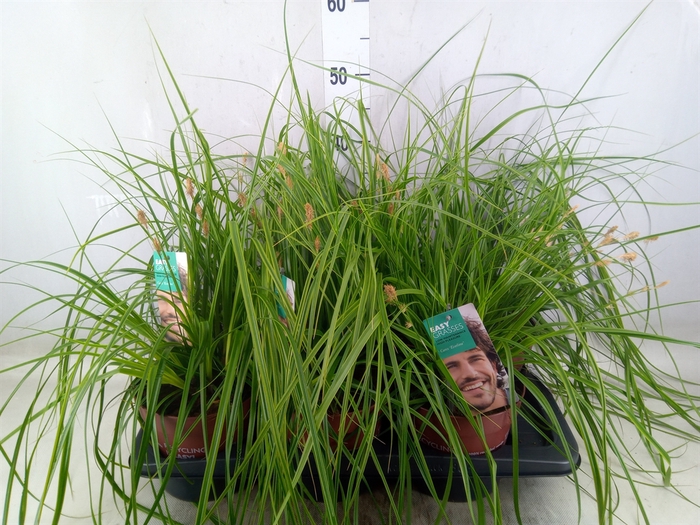 <h4>Carex oshimensis 'Everco Everlime'</h4>