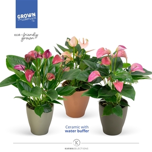 Anthurium Andreanum Grp gemengd