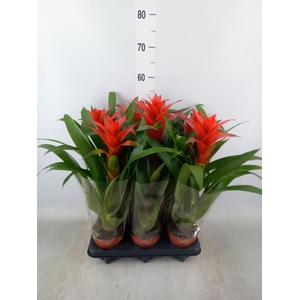 Guzmania  'Ostara'