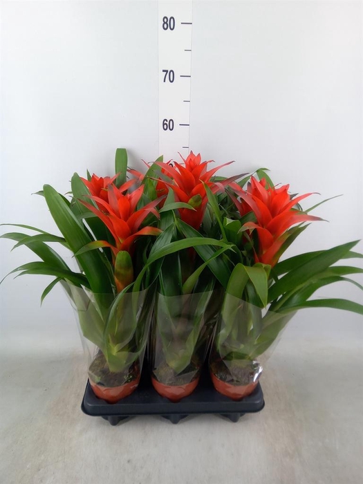 <h4>Guzmania  'Ostara'</h4>