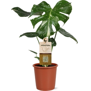 MONSTERA DEL THAI CO
