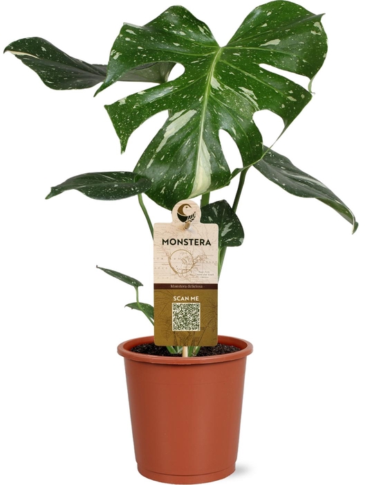 <h4>MONSTERA DEL THAI CO</h4>