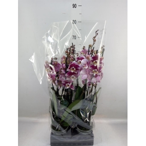 Phalaenopsis  'Ant Barcelona'