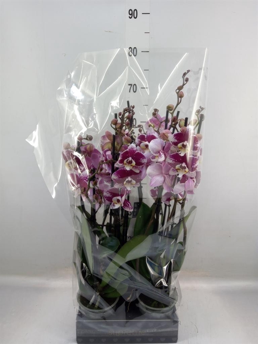 <h4>Phalaenopsis  'Ant Barcelona'</h4>