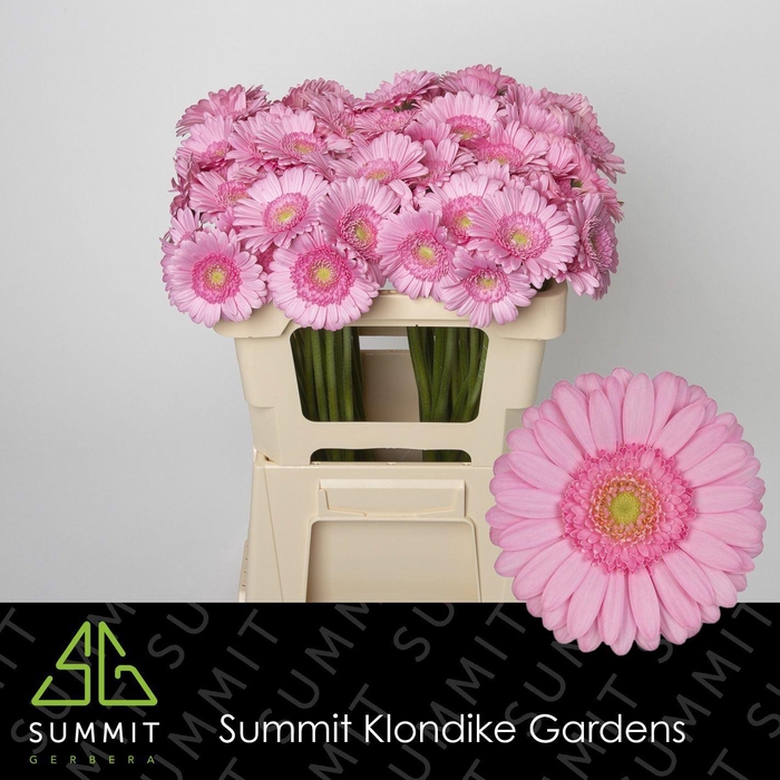 <h4>GERBERA MI 'KIMSEY'</h4>