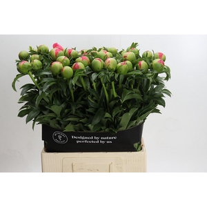 Paeonia Coral Sunset Xxl