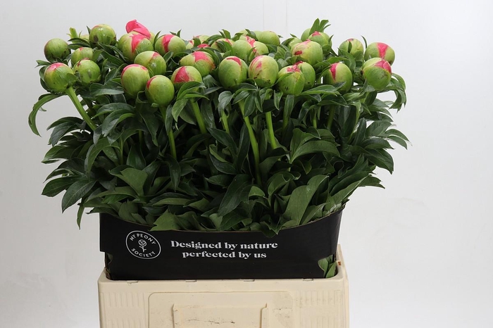 <h4>Paeonia Coral Sunset Xxl</h4>