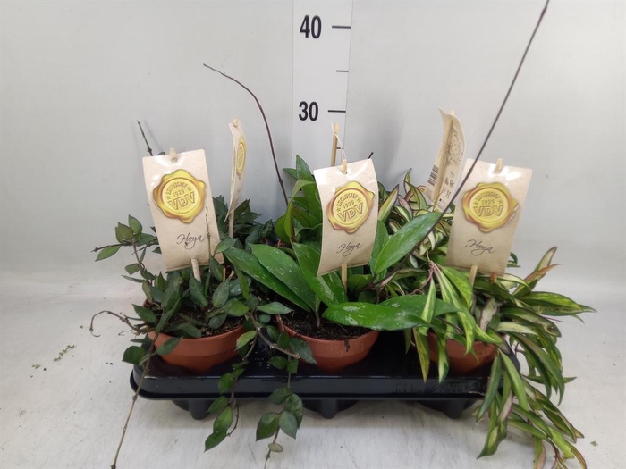 <h4>Hoya carnosa</h4>