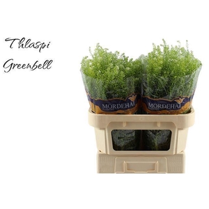 LEPIDIUM RUDER. 'GREEN BELL'