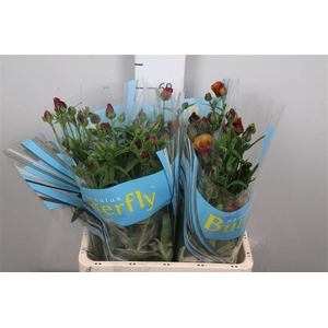 Ran Butterfly Satyros