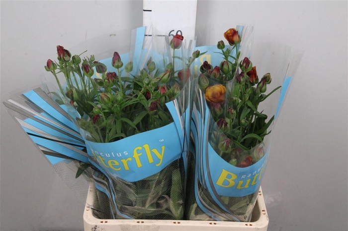 Ran Butterfly Satyros