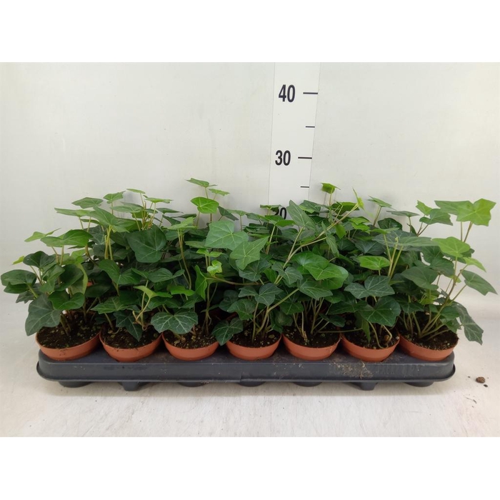 <h4>Hedera hibernica</h4>