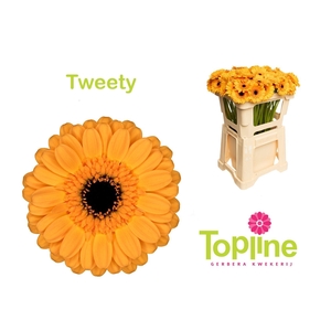 Germini Tweety
