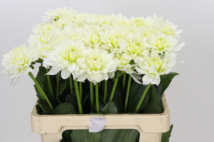 <h4>Dahlia Karma M. Zwaan</h4>