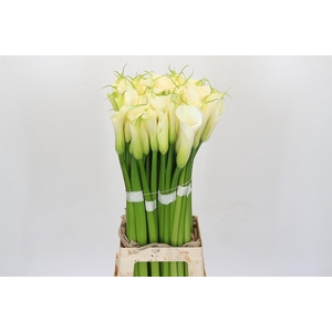 Zantedeschia Eydolls White