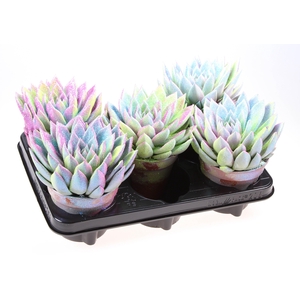 ECHEV MULTI GLITTER MIX