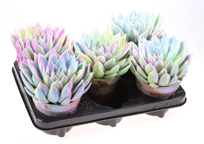 <h4>ECHEV MULTI GLITTER MIX</h4>