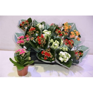 arr8 Kal Ge Ro Gem 4 Kl