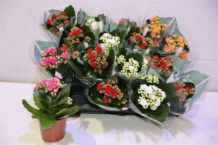 <h4>arr8 Kal Ge Ro Gem 4 Kl</h4>