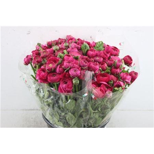 RAN EL EXTRA DARK PINK