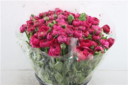 <h4>RAN EL EXTRA DARK PINK</h4>