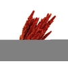 Amaranthus Pink