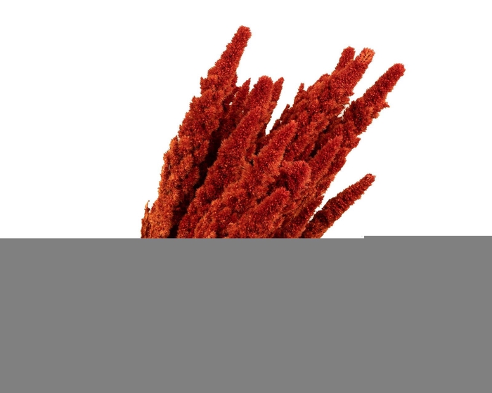 Amaranthus Pink