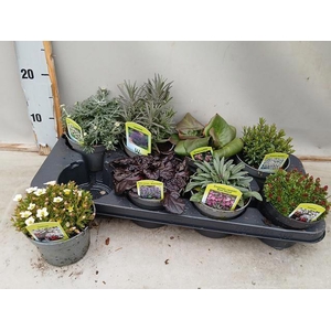 VASTE PLANT GEM 6 SO