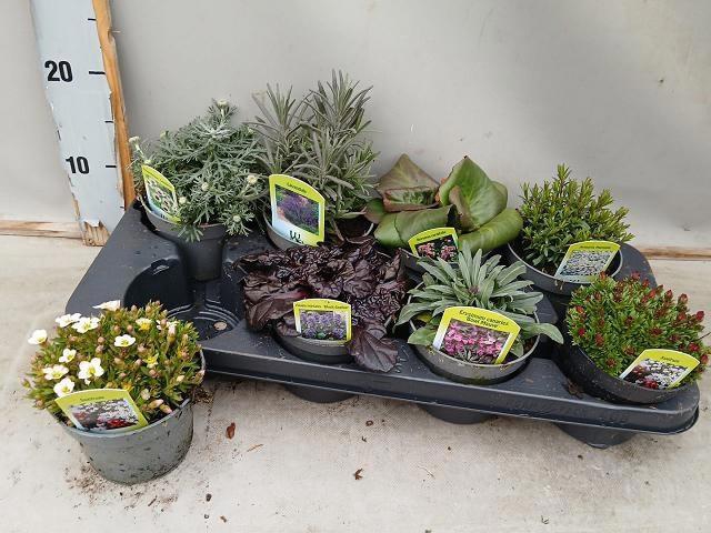 <h4>VASTE PLANT GEM 6 SO</h4>