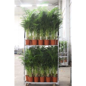 Dypsis Lutescens 20pp