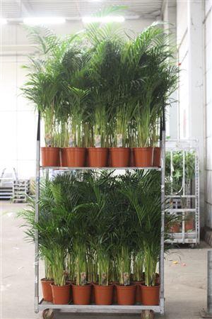 <h4>Dypsis Lutescens 20pp</h4>