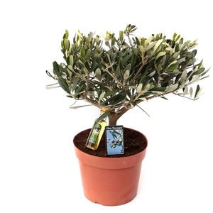 Olijf Olea europaea