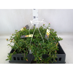 Portulaca   ...mix in pot