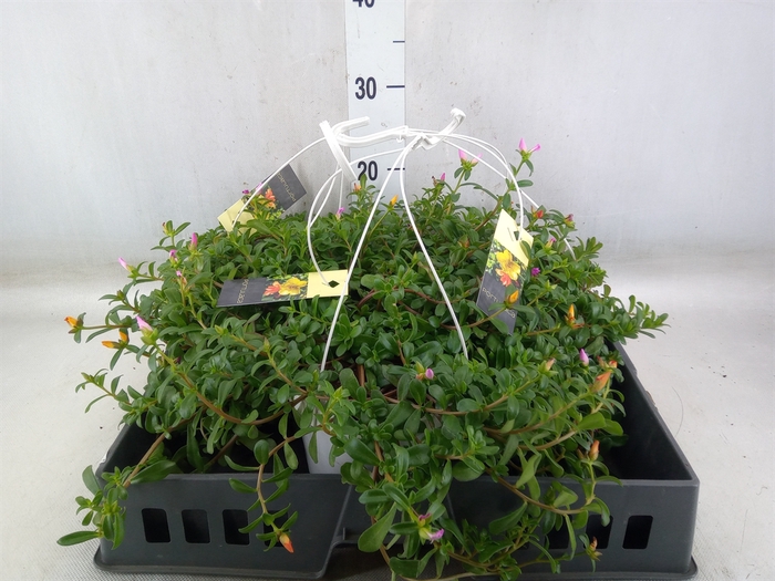 <h4>Portulaca   ...mix in pot</h4>