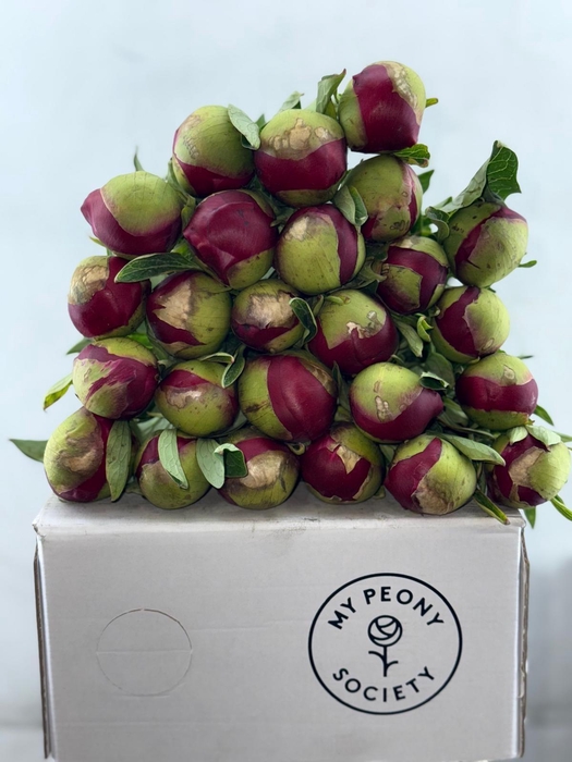 <h4>Paeonia Red Charm</h4>