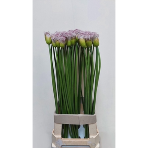 ALLIUM GROOTBLOEMIG