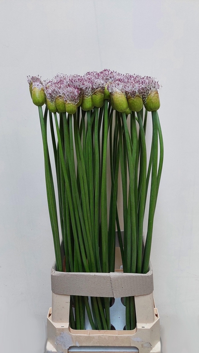 <h4>ALLIUM GROOTBLOEMIG</h4>
