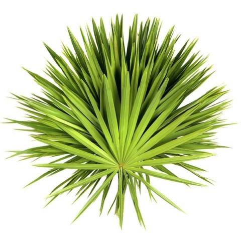 <h4>PALMETTO X15</h4>