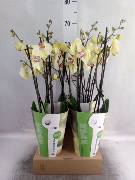 <h4>Phalaenopsis   ...yellow</h4>