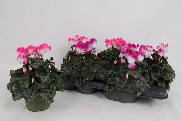 <h4>CYCL MD INDIAKA</h4>