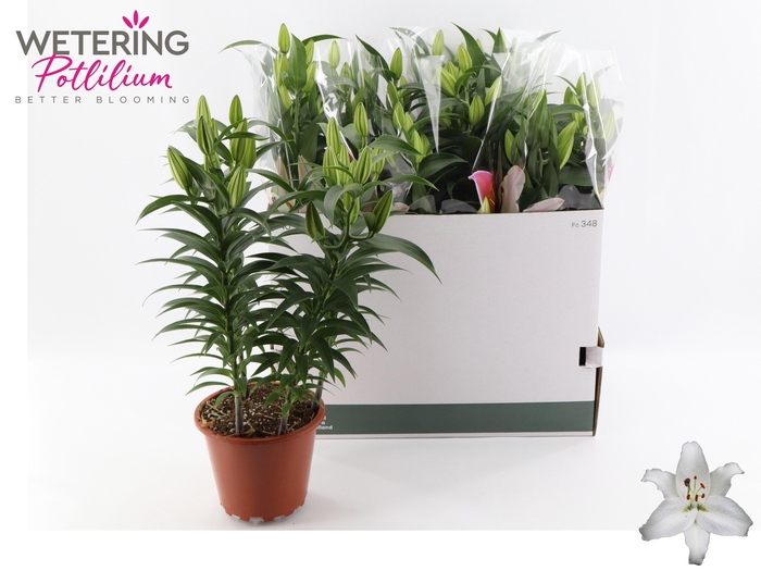 <h4>LIL OR SUN BAHAMAS</h4>