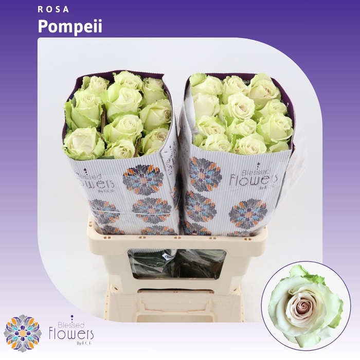 Rosa gr Pompeii