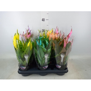 Spathiphyllum  'Chopin'