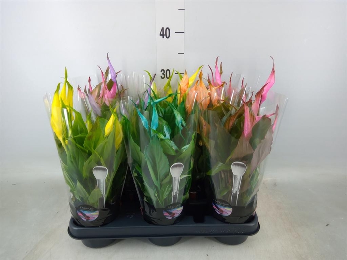 <h4>Spathiphyllum  'Chopin'</h4>