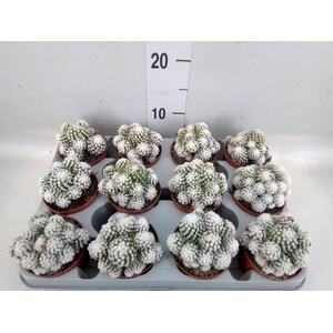 Mammillaria gracilis