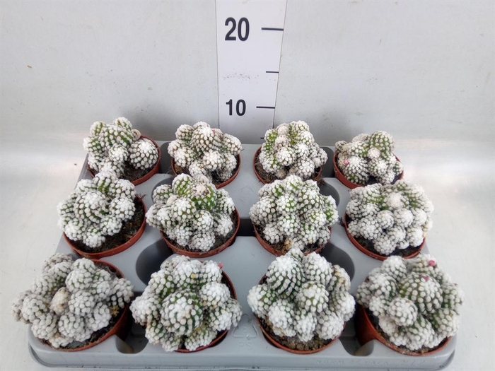 <h4>Mammillaria gracilis</h4>